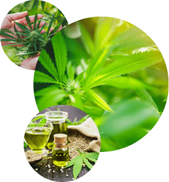 Decorative hemp image